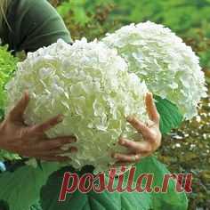 Выращиваем гортензию