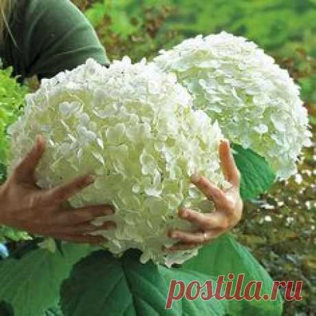 Выращиваем гортензию
