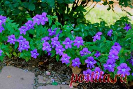 Броваллия Описание растенияСемейство: Пасленовые – Solanaceae.Род: Броваллия – Browallia.Вид: Броваллия красивая (или великолепная) – Browallia specios Hook.Броваллия – ядовитое растение.Ботаническое описаниеБр...