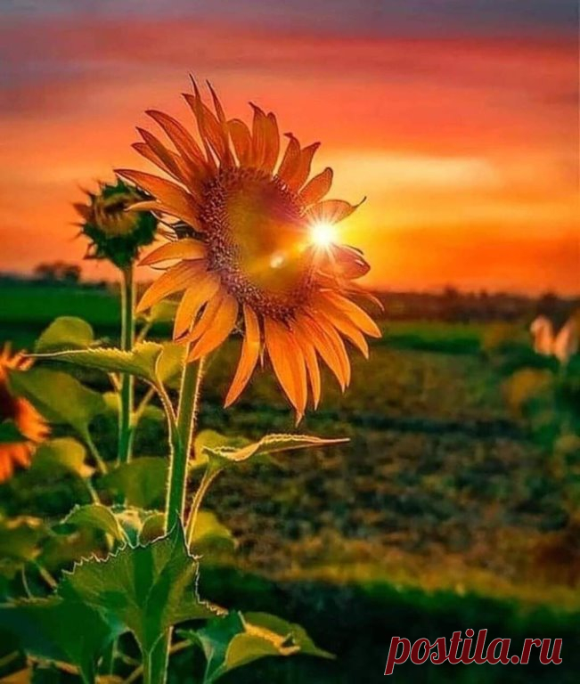 i (651×768)