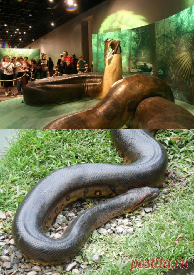 ТИТАНОБОА змея. ТИТАНОБОА 15 метров. ТИТАНОБОА вымерший вид змей. ТИТАНОБОА змея и Анаконда.