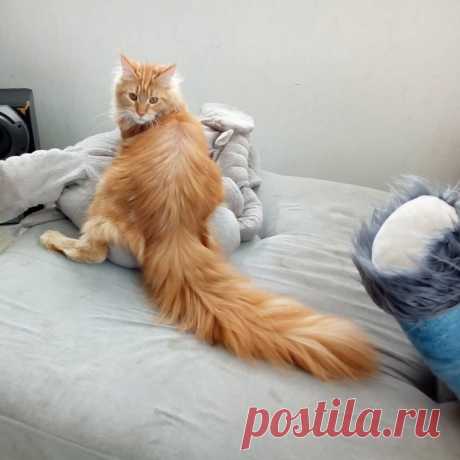 10 гигантских котов, которые поднимут вам настроение
