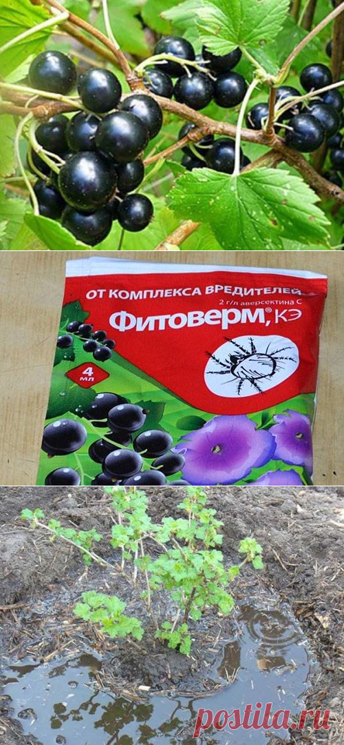 удобрение для смородины