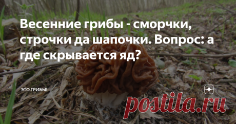 Весенние грибы - сморчки, строчки да шапочки. Вопрос: а где скрывается яд? За окном снег и детские вопли с горки, в телевизоре настырное "хо-хо-хо" и реклама колы - какие еще нужны приметы, чтобы убедиться в приближении весны? С каждым днем весна, а с ней грибной сезон, неумолимо приближается - и настала пора обсудить основы безопасности жизнедеятельности (какое неуклюжее словосочетание, однако) при сборе весенних грибов. А что? Зимой все так делают. Весна - пора грибная н...