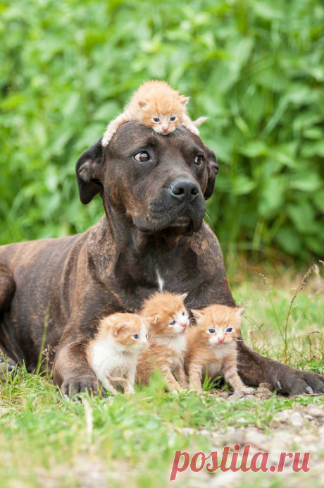«Чужих детей не бывает!» - 12 самых милых фото животных прирожденных родителей | Адекватное родительство | Яндекс Дзен
