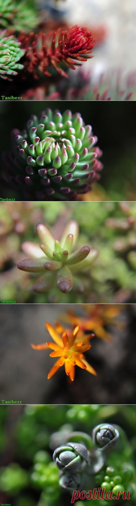 Художественные фото очитков - Imago Garden