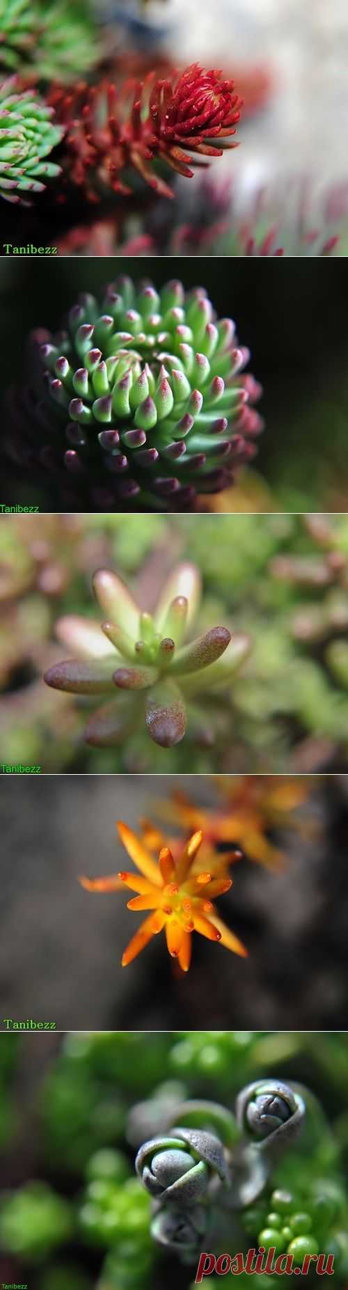 Художественные фото очитков - Imago Garden