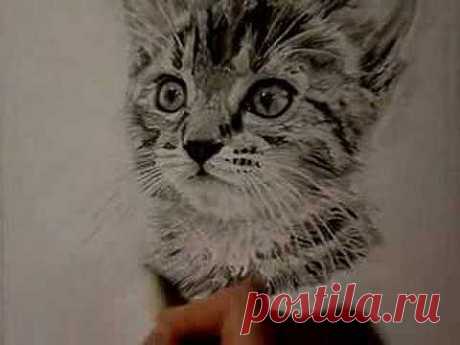 Kitten drawing - YouTube