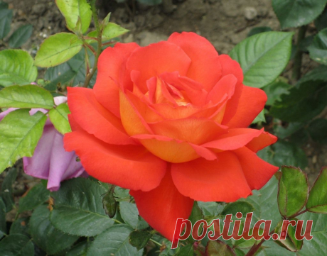 Роза
