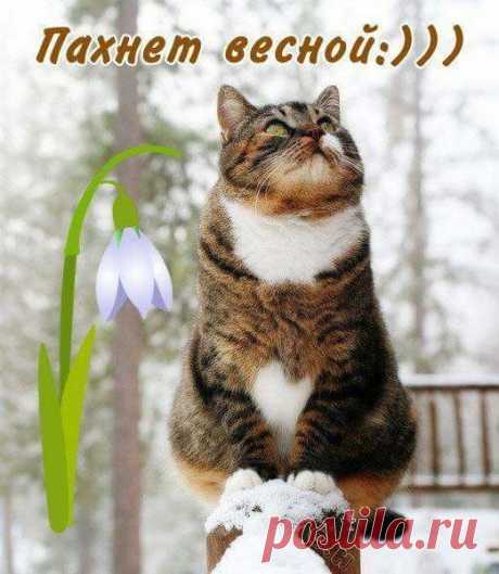 zdravstvui,fevral - Google Search