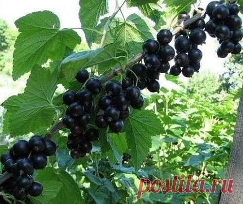 СМОРОДИНУ РАЗМНОЖАЮТ ЗИМОЙ.