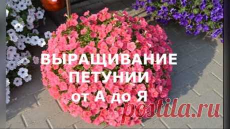 Выращивание петунии из семян от А до Я
