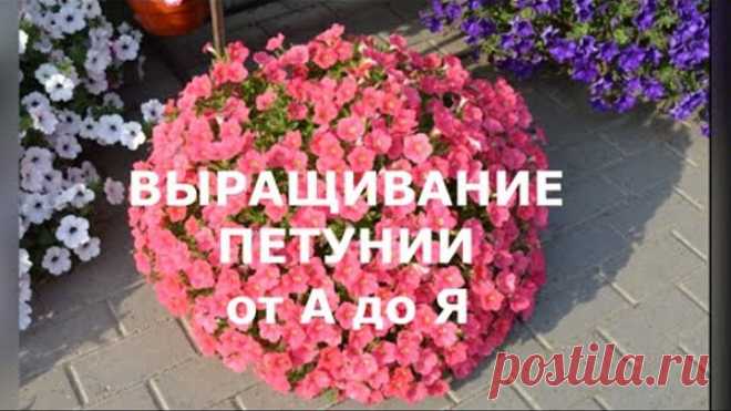 Выращивание петунии из семян от А до Я