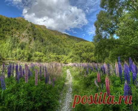 Картинки новая зеландия, природа, пейзаж, холм, тропинка, цветы, люпины, дерево - обои 1280x1024, картинка №354777