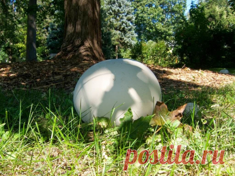 Головач гигантский (лат. Calvatia gigantea) 


Лангерманнию гигантскую трудно спутать с другими грибами, а если точнее, то невозможно. Ее шаровидное плодовое тело напоминает огромный белый мяч, диаметр которого может достигать 50 сантиметров.

…