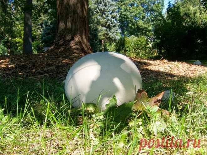 Головач гигантский (лат. Calvatia gigantea) 


Лангерманнию гигантскую трудно спутать с другими грибами, а если точнее, то невозможно. Ее шаровидное плодовое тело напоминает огромный белый мяч, диаметр которого может достигать 50 сантиметров.

…