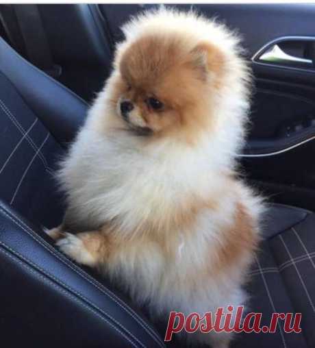 #Pomeranian