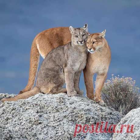 animal puma em estilo pop art 200+ Together ideas in 2020 | couples, cute couples, couple photography - shop6.shopsoutlet.ru