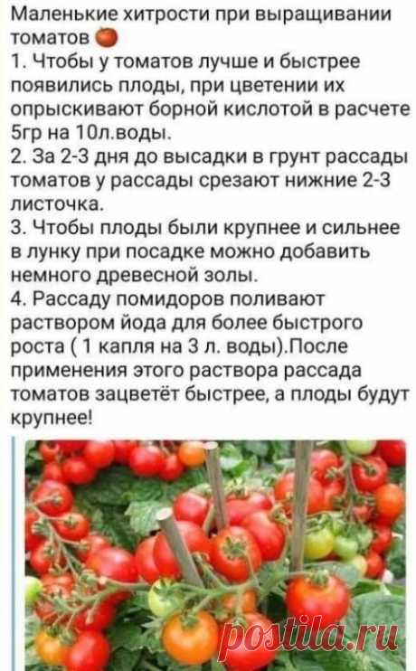 Хитрости для томатов