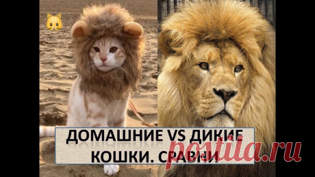 Большие кошки, а ведут себя как малышня домашняя)))