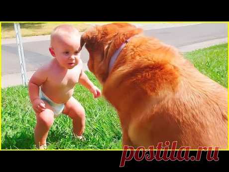 Best video of Cute Babies and Pets - Funny Baby and Pet