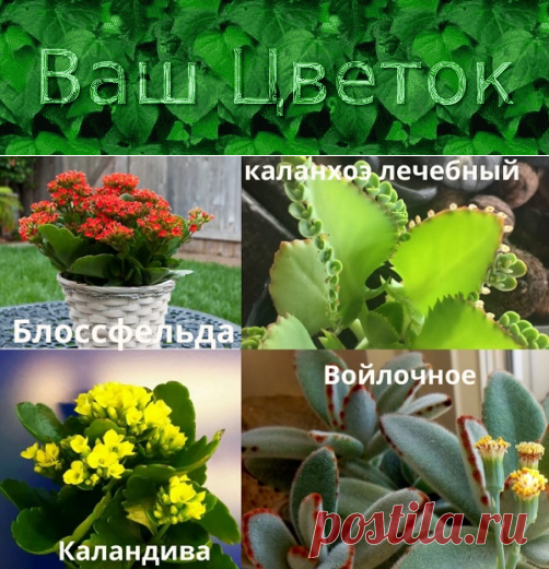Каланхоэ – уход в домашних условиях, фото комнатных цветов, описание декоративных культиваров