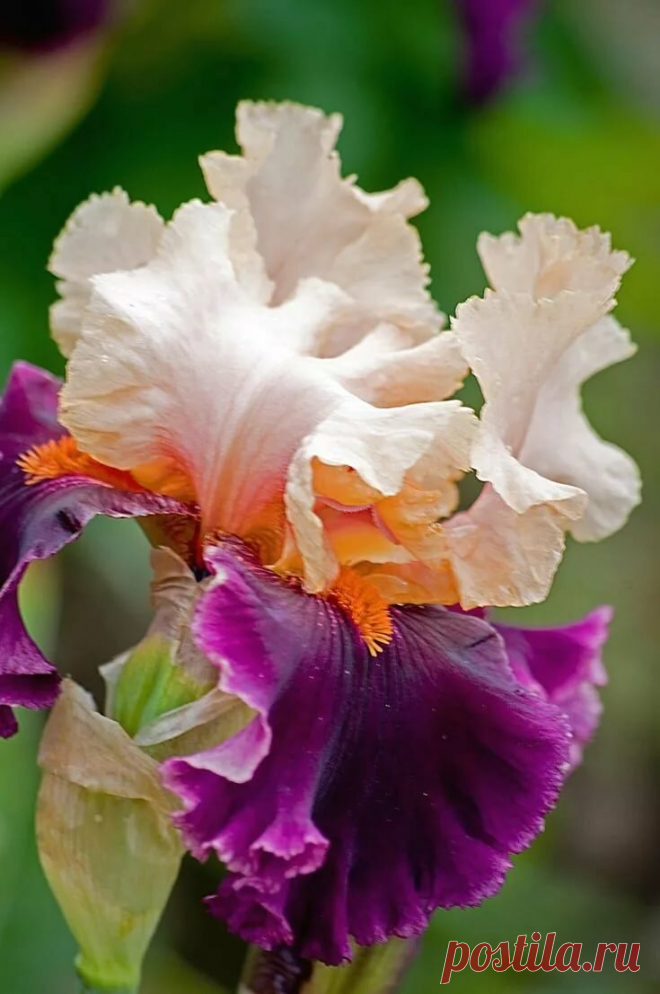 landscape architecture #landscapingtips Beautiful Flower Iris garden, Flowers и Iris flowers в Яндекс.Коллекциях