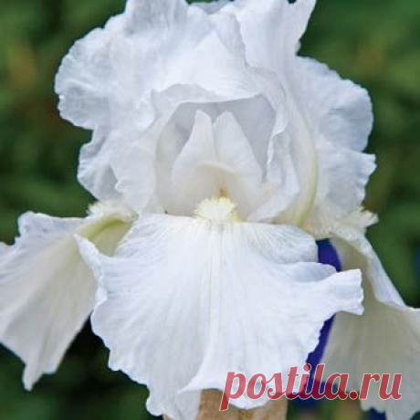 ИРИСЫ