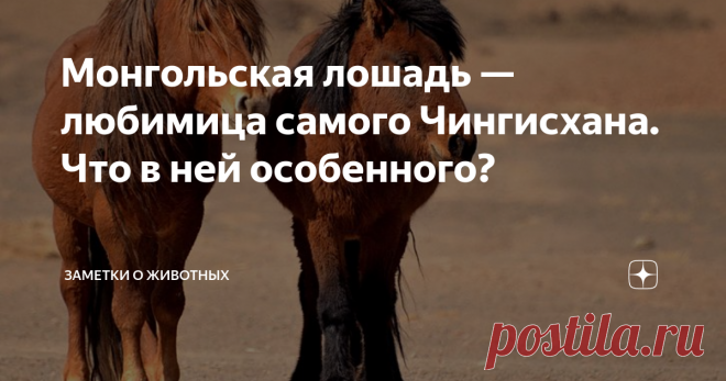 Монгольская лошадь — любимица самого Чингисхана. Что в ней особенного? Монгольская лошадь — очень необычная лошадь. Во всех отношениях.