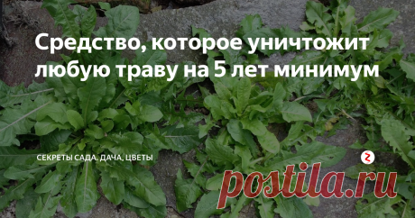 Средство, которое уничтожит любую траву на 5 лет минимум Пырей, осот, лопухи, вьянок... Список зелёных "врагов" человека, с которыми он готов на бескомпромиссную борьбу. Только вот незадача: сорные травы непременно побеждают, появляясь в нежелательном месте вновь и вновь.
В надежде решить проблему борец беспрестанно кликает на ссылки "Как просто избавиться от травы навсегда" или "4 лёгких способа забыть о сорняках на даче