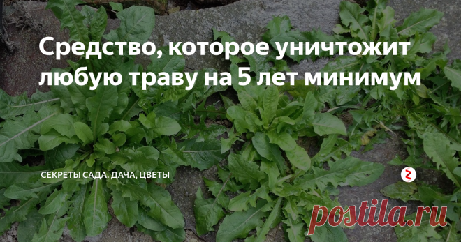 Средство, которое уничтожит любую траву на 5 лет минимум Пырей, осот, лопухи, вьянок... Список зелёных 
