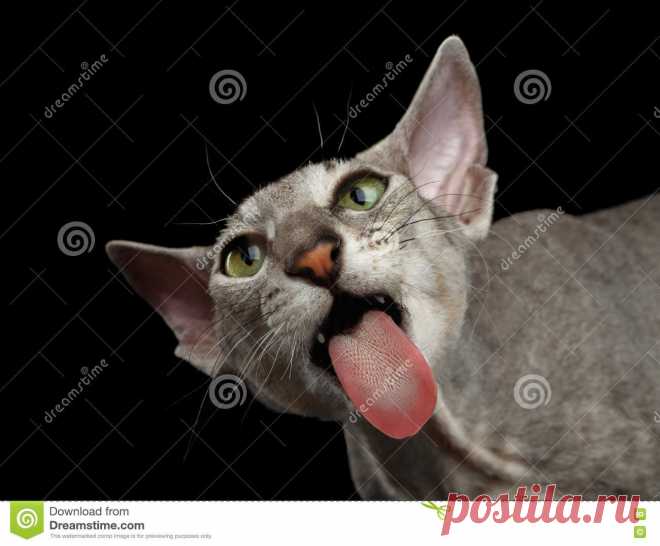 Peterbald Sphynx Cat On Black Background Stock Image - Image of isolated, cute: 78173347 Photo about Close-up Portrait of Funny Peterbald Sphynx Cat Lick Screen and Looks Clumsy with Tongue on Isolated Black background. Image of isolated, cute, haired - 78173347