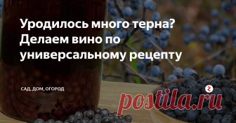 Уродилось много терна? Делаем вино по универсальному рецепту В этом году у нас терна уродилось столько, что деревья к земле пригибаются. Ну, делать нечего, не пропадать же добру, будем ставить вино. По этому рецепту вино делают мои родители, да и я несколько лет назад подключилась. Рецепт универсальный, подходит и для терна, и для винограда, а результат всегда великолепный.
Итак, рассказываю подробно. Для приготовления вина нам потребуются стеклянные бутыли