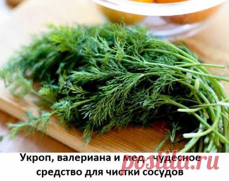 Чистка сосудов семенами укропа, корень валерианы, мед - рецепт народного средства Сосуды человека имеют неприятное свойство загрязняться, накапливая на своих стенках неорганическое отложение солей, что впоследствии может привести к появлению серьезных заболеваний. Поэтому регулярно следует проводить для кровеносной системы очищающий курс, в основе которого можно использовать валериану и семена укропа для чистки сосудов. Полезные свойства и противопоказания Рецепт на основе...