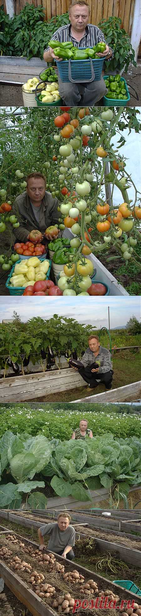 Удивительный огород Игоря Лядова.