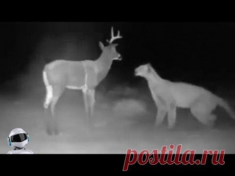 Случаи с Животными Снятые на... / Видео: Животные