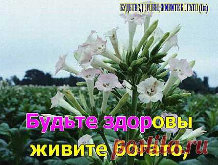 Мой Мир@Mail.Ru
