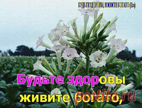 Мой Мир@Mail.Ru