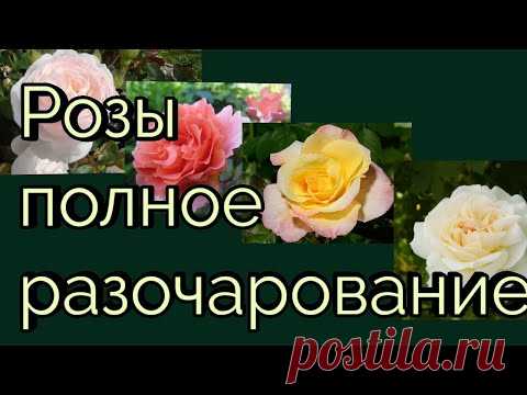 Розы полное разочарование. Убрала из сада  и не жалею.