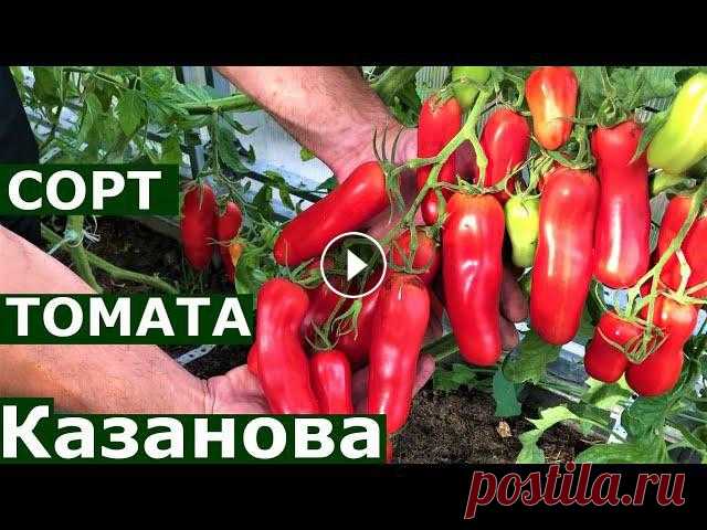 Томат Казанова Подробное описание сорта

шапочка для ребенка 6 месяцев спицами