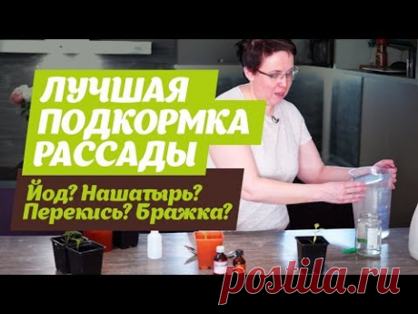 ЛУЧШАЯ ПОДКОРМКА РАССАДЫ? После эксперимента стало все понятно