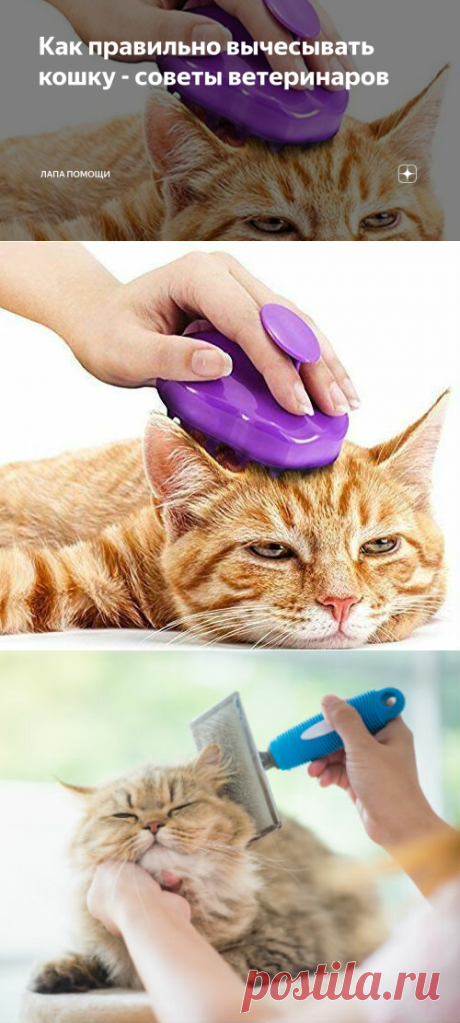 Как правильно вычесывать кошку - советы ветеринаров | Лапа помощи | Яндекс Дзен