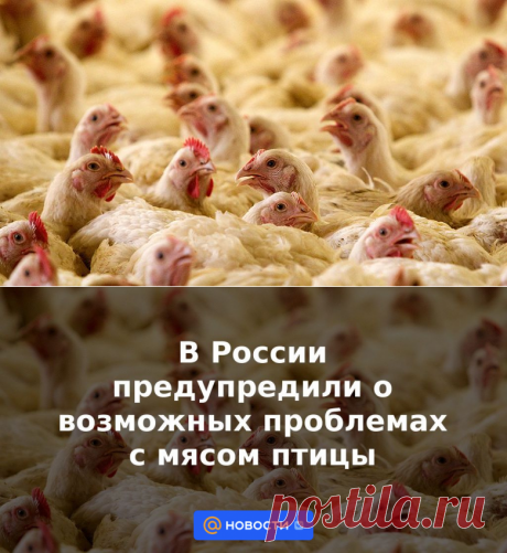 В России предупредили о возможных проблемах с мясом птицы | 26 апреля 2023 - Новости Mail.ru