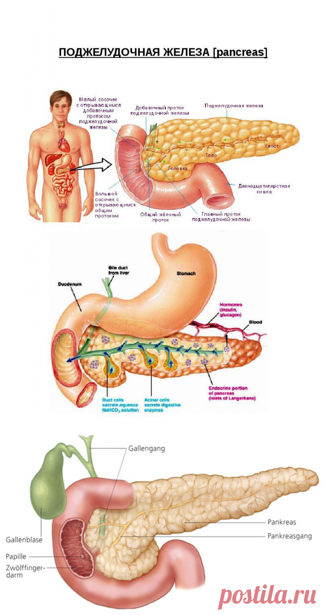 Лечение поджелудочной железы у мужчин в домашних. Поджелудочная железа симптомы заболевания. Панкреатит поджелудочной железы. Лекарства воспаление поджелудочной железы панкреатит. Расположение поджелудочной железе.