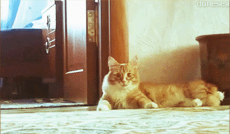 funny cat GIF - Find & Share on GIPHY