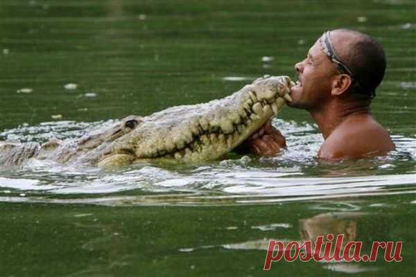 И крокодилы умеют любить! (невероятная история!) - Обитатели водной стихии - Женский Мир