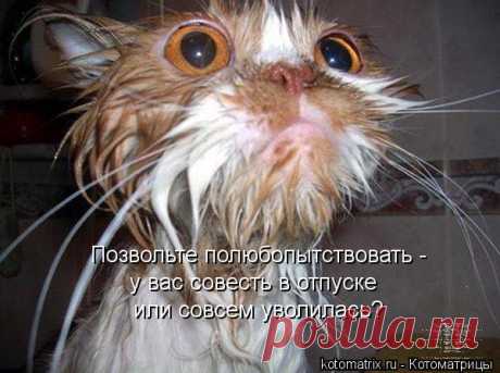 Котоматрица: Лучшие за апрель 2016