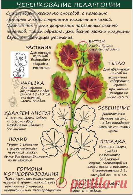 (51) Одноклассники