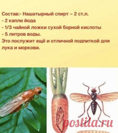 Избавляемся от луковой и морковной мухи