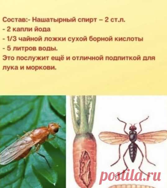 Избавляемся от луковой и морковной мухи
